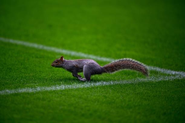 德甲保級大戰(zhàn)實時比分：誰將逃離降級區(qū)？