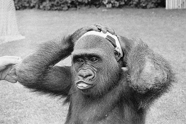 葡萄牙1-0荷蘭奪冠，C羅歐國(guó)聯(lián)決賽制勝球