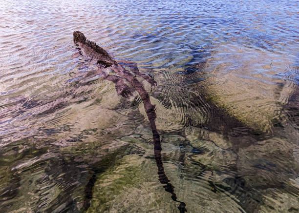 郭晶晶真實身高揭秘：官方數(shù)據(jù)與實際測量對比