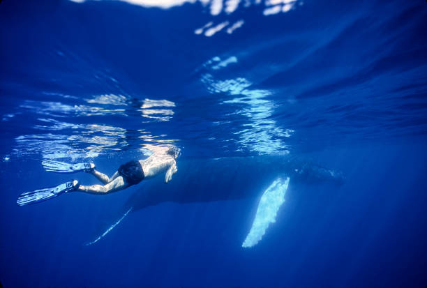 游泳技術(shù)圖解：掌握自由泳的關(guān)鍵技巧與動作分解